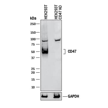 <b>Genetic Strategies Validation. </b>Western blot shows lysates of HEK293T human embryonic kidney parental cell line and CD47 knockout HEK293T cell line (KO). PVDF membrane was probed with 1 µg/mL of Sheep Anti-Human CD47 Antigen Affinity-purified Polyclonal Antibody (Catalog # AF4670) followed by HRP-conjugated Anti-Sheep IgG Secondary Antibody (Catalog # HAF016). Specific bands were detected for CD47 at approximately 50 kDa (as indicated) in the parental HEK293T cell line, but is not detectable in knockout HEK293T cell line. GAPDH (Catalog # AF5718) is shown as a loading control. This experiment was conducted under reducing conditions and using Immunoblot Buffer Group 1.