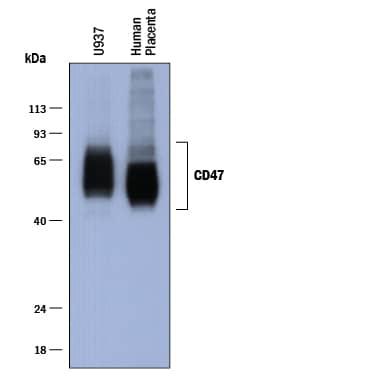 Western Blot CD47 Antibody [Unconjugated]
