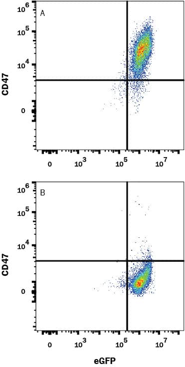 HEK293 human embryonic kidney cell line transfected with (A) CD47 or (B) irrelevant protein, and eGFP were stained with Rat Anti-Mouse CD47 Monoclonal Antibody (Catalog # MAB1866) followed by Allophycocyanin-conjugated Anti-Rat IgG Secondary Antibody (Catalog # F0113). Quadrant markers were set based Rat IgG1 Isotype Control Antibody staining (Catalog # MAB005, data not shown). View our protocol for Staining Membrane-associated Proteins.