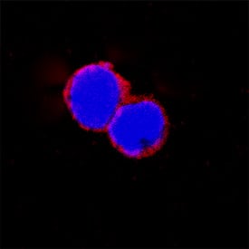 Immunocytochemistry CD48/SLAMF2 Antibody [Unconjugated]
