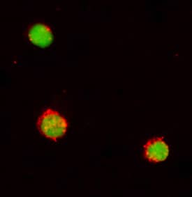 CD48/SLAMF2 was detected in immersion fixed non-stimulated human peripheral blood mononuclear cells (PBMCs) using 25 µg/mL Mouse Anti-Human CD48/SLAMF2 Mono-clonal Antibody (Catalog # MAB36441) for 3 hours at room temperature. Cells were stained (red) and counterstained (green). View our protocol for Fluorescent ICC Staining of Non-adherent Cells.