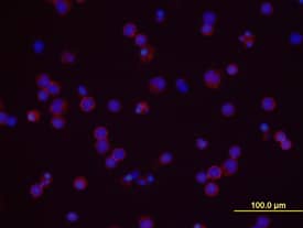 CD48/SLAMF2 was detected in immersion fixed human peripheral blood mononuclear cells (PBMCs) using 10 µg/mL Mouse Anti-Human CD48/SLAMF2 Mono-clonal Antibody (Catalog # MAB36441) for 3 hours at room temperature. Cells were stained with the NorthernLights™ 557-conjugated Anti-Mouse IgG Secondary Antibody (red; Catalog # NL007) and counter-stained with DAPI (blue). View our protocol for Fluorescent ICC Staining of Non-adherent Cells.