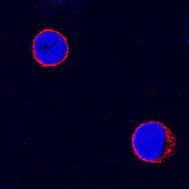 CD4 was detected in immersion fixed canine peripheral blood mononuclear cells (PBMCs) using Goat Anti-Canine CD4 Antigen Affinity-purified Polyclonal Antibody (Catalog # AF2410) at 10 µg/mL for 3 hours at room temperature. Cells were stained using the NorthernLights™ 557-conjugated Anti-Goat IgG Secondary Antibody (red; Catalog # NL001) and counterstained with DAPI (blue). Specific staining was localized to cell surfaces. View our protocol for Fluorescent ICC Staining of Non-adherent Cells.