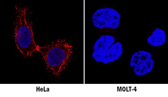 Immunocytochemistry CD55/DAF Antibody [Unconjugated]