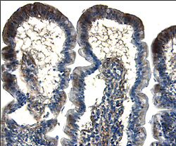 Immunohistochemistry CD55/DAF Antibody [Unconjugated]