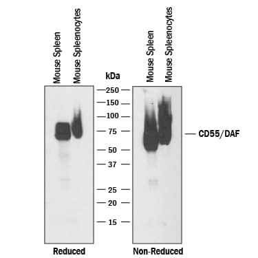Western blot shows lysates of mouse spleen tissue and mouse splenocytes. PVDF membrane was probed with 1 µg/mL of Sheep Anti-Mouse CD55/DAF Antigen Affinity-purified Polyclonal Antibody (Catalog # AF5376) followed by HRP-conjugated Anti-Sheep IgG Secondary Antibody (Catalog # HAF016). A specific band was detected for CD55/DAF at approximately 75 kDa (as indicated). This experiment was conducted under reducing and non-reducing conditions and using Immunoblot Buffer Group 1.