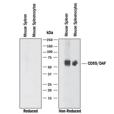 Western blot shows lysates of mouse spleen tissue and mouse splenocytes. PVDF membrane was probed with 2 µg/mL of Rat Anti-Mouse CD55/DAF Monoclonal Antibody (Catalog # MAB5376) followed by HRP-conjugated Anti-Rat IgG Secondary Antibody (Catalog # HAF005). A specific band was detected for CD55/DAF at approximately 75 kDa (as indicated). This experiment was conducted under non-reducing conditions and using Immunoblot Buffer Group 1. No bands were observed when using reducing conditions.