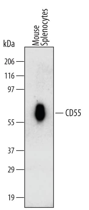 Western blot shows lysates of mouse splenocytes. PVDF Membrane was probed with 2 µg/mL of Rat Anti-Mouse CD55/DAF Monoclonal Antibody (Catalog # MAB5376) followed by HRP-conjugated Anti-Rat IgG Secondary Antibody (Catalog # HAF005). A specific band was detected for CD55/DAF at approximately 60 kDa (as indicated). This experiment was conducted under non-reducing conditions and using Immunoblot Buffer Group 1.
