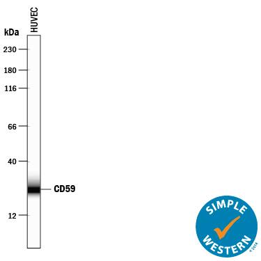 Simple Western lane view shows lysates of HUVEC human umbilical vein endothelial cells, loaded at 0.2 mg/mL. A specific band was detected for CD59 at approximately 26 kDa (as indicated) using 50 µg/mL of Goat Anti-Human CD59 Antigen Affinity-purified Polyclonal Antibody (Catalog # AF1987) followed by 1:50 dilution of HRP-conjugated Anti-Goat IgG Secondary Antibody (Catalog # HAF109). This experiment was conducted under reducing conditions and using the 12-230 kDa separation system.