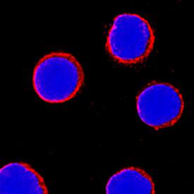 CD5 was detected in immersion fixed human peripheral blood mononuclear cells (PBMCs) using Goat Anti-Human CD5 Antigen Affinity-purified Polyclonal Antibody (Catalog # AF1636) at 5 µg/mL for 3 hours at room temperature. Cells were stained using the NorthernLights™ 557-conjugated Anti-Goat IgG Secondary Antibody (red; Catalog # NL001) and counterstained with DAPI (blue). Specific staining was localized to cell surfaces. View our protocol for Fluorescent ICC Staining of Non-adherent Cells.