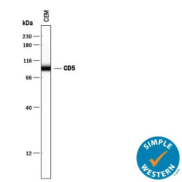 Simple Western lane view shows lysates of CEM human T-lymphoblastoid cell line, loaded at 0.2 mg/mL. A specific band was detected for CD5 at approximately 93 kDa (as indicated) using 10 µg/mL of Goat Anti-Human CD5 Antigen Affinity-purified Polyclonal Antibody (Catalog # AF1636). This experiment was conducted under reducing conditions and using the 12-230 kDa separation system.