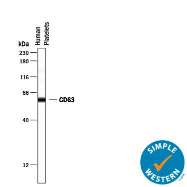 Simple Western lane view shows lysates of human platelets, loaded at 0.2 mg/mL. A specific band was detected for CD63 at approximately 59 kDa (as indicated) using 20 µg/mL of Rabbit Anti-Human CD63 Monoclonal Antibody (Catalog # MAB50482). This experiment was conducted under reducing conditions and using the 12-230 kDa separation system.