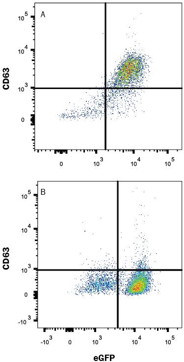 HEK293 human embryonic kidney cell line transfected with either (A) mouse CD63 or (B) irrelevant transfectants and eGFP were stained with Rat Anti-Mouse CD63 Monoclonal Antibody (Catalog # MAB5417) followed by Allophycocyanin-conjugated Anti-Rat IgG Secondary Antibody (Catalog # F0113). Quadrant markers were set based on control antibody staining (Catalog # MAB005). View our protocol for Staining Membrane-associated Proteins.