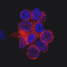 CD69 was detected in immersion fixed human peripheral blood mononuclear cells (PBMCs) stimulated with ionomycin and PMA using Mouse Anti-Human CD69 Monoclonal Antibody (Catalog # MAB23591) at 25 µg/mL for 3 hours at room temperature. Cells were stained using the NorthernLights™ 557-conjugated Anti-Mouse IgG Secondary Antibody (red; Catalog # NL007) and counterstained with DAPI (blue). Specific staining was localized to the plasma membrane and cytoplasm. View our protocol for Fluorescent ICC Staining of Non-adherent Cells.
