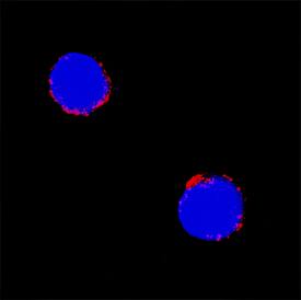 CD72 was detected in immersion fixed mouse splenocytes using Goat Anti-Mouse CD72 Biotinylated Antigen Affinity-purified Polyclonal Antibody (Catalog # BAF1279) at 15 µg/mL for 3 hours at room temperature. Cells were stained using the NorthernLights™ 557-conjugated Anti-Goat IgG Secondary Antibody (red; Catalog # NL001) and counterstained with DAPI (blue). Specific staining was localized to cell surfaces. View our protocol for Fluorescent ICC Staining of Non-adherent Cells.