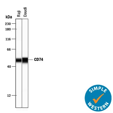 Simple Western lane view shows lysates of Raji human Burkitt's lymphoma cell line and Daudi human Burkitt's lymphoma cell line, loaded at 0.2 mg/mL. Specific bands were detected for CD74 at approximately 49 & 50 kDa (as indicated) using 10 µg/mL of Sheep Anti-Human CD74 Antigen Affinity-purified Polyclonal Antibody (Catalog # AF3590) followed by 1:50 dilution of HRP-conjugated Anti-Sheep IgG Secondary Antibody (Catalog # HAF016). This experiment was conducted under reducing conditions and using the 12-230 kDa separation system.