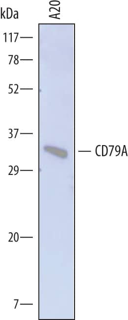 Western blot shows lysates of A20 mouse B cell lymphoma cell line. PVDF membrane was probed with 1 µg/mL of Sheep Anti-Mouse CD79A Antigen Affinity-purified Polyclonal Antibody (Catalog # AF6968) followed by HRP-conjugated Anti-Sheep IgG Secondary Antibody (Catalog # HAF016). A specific band was detected for CD79A at approximately 32-35 kDa (as indicated). This experiment was conducted under reducing conditions and using Immunoblot Buffer Group 8.