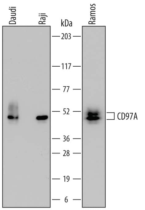 Western blot shows lysates of Daudi human Burkitt's lymphoma cell line, Raji human Burkitt's lymphoma cell line, and Ramos human Burkitt's lymphoma cell line. PVDF membrane was probed with 0.1 µg/mL of Mouse Anti-Human CD79A Monoclonal Antibody (Catalog # MAB6920) followed by HRP-conjugated Anti-Mouse IgG Secondary Antibody (HAF007). Specific bands were detected for CD79A at approximately 44 to 52 kDa (as indicated). This experiment was conducted under reducing conditions and using Immunoblot Buffer Group 1.