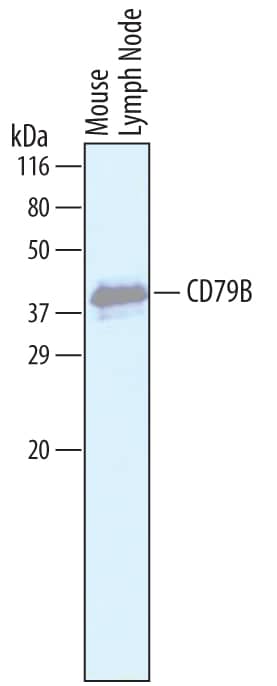 Western Blot CD79B Antibody