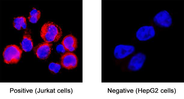 CD81 was detected in immersion fixed Jurkat human acute T cell leukemia cell line (left panel; positive staining) and HepG2 human hepatocellular carcinoma cell line (right panel; negative staining) using Mouse Anti-Human CD81 Monoclonal Antibody (Catalog # MAB46151) at 8 µg/mL for 3 hours at room temperature. Cells were stained using the NorthernLights™ 557-conjugated Anti-Mouse IgG Secondary Antibody (red; Catalog # NL007) and counterstained with DAPI (blue). Specific staining was localized to cell surface and cytoplasm. View our protocol for Fluorescent ICC Staining of Non-adherent Cells.