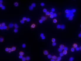 Immunocytochemistry CD83 Antibody
