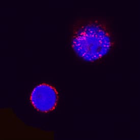 CD8a was detected in immersion fixed canine peripheral blood mononuclear cells (PBMCs) using Mouse Anti-Canine CD8a alpha Monoclonal Antibody (Catalog # MAB6709) at 25 µg/mL for 3 hours at room temperature. Cells were stained using the NorthernLights™ 557-conjugated Anti-Mouse IgG Secondary Antibody (red; Catalog # NL007) and counterstained with DAPI (blue). Specific staining was localized to cell membrane. View our protocol for Fluorescent ICC Staining of Non-adherent Cells.