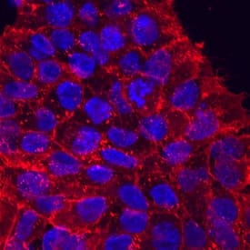 CD90/Thy1 was detected in immersion fixed BG01V human embryonic stem cells using Sheep Anti-Human/Porcine/Canine CD90/Thy1 Antigen Affinity-purified Polyclonal Antibody (Catalog # AF2067) at 10 µg/mL for 3 hours at room temperature. Cells were stained using the NorthernLights™ 557-conjugated Anti-Sheep IgG Secondary Antibody (red; Catalog # NL010) and counterstained with DAPI (blue). Specific staining was localized to cytoplasm. View our protocol for Fluorescent ICC Staining of Stem Cells on Coverslips.