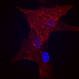 CD90/Thy1 was detected in immersion fixed canine mesenchymal stem cells using Sheep Anti-Human/Porcine/Canine CD90/Thy1 Antigen Affinity-purified Polyclonal Antibody (Catalog # AF2067) at 10 µg/mL for 3 hours at room temperature. Cells were stained using the NorthernLights™ 557-conjugated Anti-Sheep IgG Secondary Antibody (red; Catalog # NL010) and counterstained with DAPI (blue). Specific staining was localized to cell surfaces. View our protocol for Fluorescent ICC Staining of Stem Cells on Coverslips.