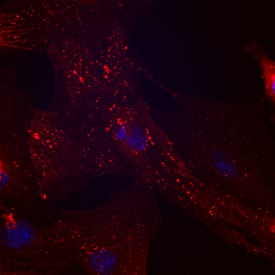 CD90/Thy1 was detected in immersion fixed porcine mesenchymal stem cells using Sheep Anti-Human/Porcine/Canine CD90/Thy1 Antigen Affinity-purified Polyclonal Antibody (Catalog # AF2067) at 10 µg/mL for 3 hours at room temperature. Cells were stained using the NorthernLights™ 557-conjugated Anti-Sheep IgG Secondary Antibody (red; Catalog # NL010) and counterstained with DAPI (blue). Specific staining was localized to cell surfaces and cytoplasm. View our protocol for Fluorescent ICC Staining of Stem Cells on Coverslips.
