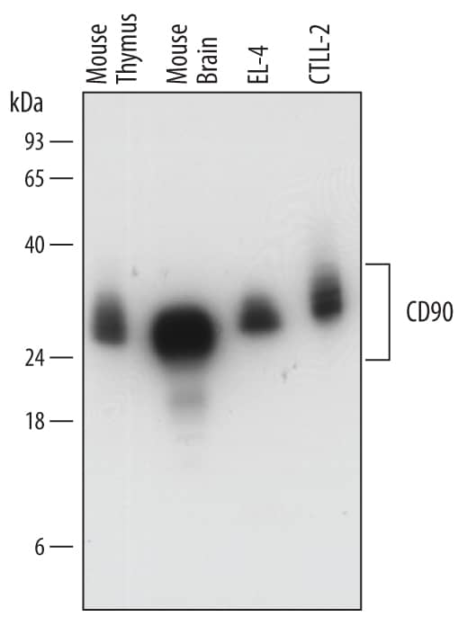 Western blot shows lysates of mouse thymus tissue, mouse brain tissue, EL-4 mouse lymphoblast cell line, and CTLL-2 mouse cytotoxic T cell line. PVDF membrane was probed with 0.2 µg/mL of Sheep Anti-Mouse CD90/Thy1 Antigen Affinity-purified Polyclonal Antibody (Catalog # AF7335) followed by HRP-conjugated Anti-Sheep IgG Secondary Antibody (Catalog # HAF016). A specific band was detected for CD90/Thy1 at approximately 25-35 kDa (as indicated). This experiment was conducted under reducing conditions and using Immunoblot Buffer Group 1.