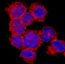CD98 was detected in immersion fixed K562 human chronic myelogenous leukemia cell line using Mouse Anti-Human CD98 Monoclonal Antibody (Catalog # MAB5920) at 10 µg/mL for 3 hours at room temperature. Cells were stained using the NorthernLights™ 557-conjugated Anti-Mouse IgG Secondary Antibody (red; Catalog # NL007) and counterstained with DAPI (blue). Specific staining was localized to cell surfaces. View our protocol for Fluorescent ICC Staining of Non-adherent Cells.