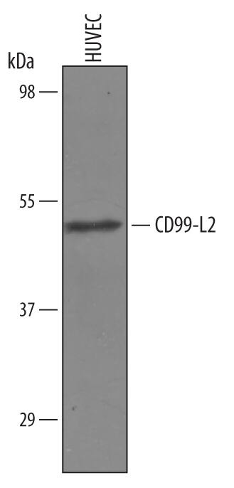 Western blot shows lysates of HUVEC human umbilical vein endothelial cells. PVDF Membrane was probed with 1 µg/mL of Sheep Anti-Human CD99-L2 Antigen Affinity-purified Polyclonal Antibody (Catalog # AF5185) followed by HRP-conjugated Anti-Sheep IgG Secondary Antibody (HAF016). A specific band was detected for CD99-L2 at approximately 50 kDa (as indicated). This experiment was conducted under reducing conditions and using Immunoblot Buffer Group 1.