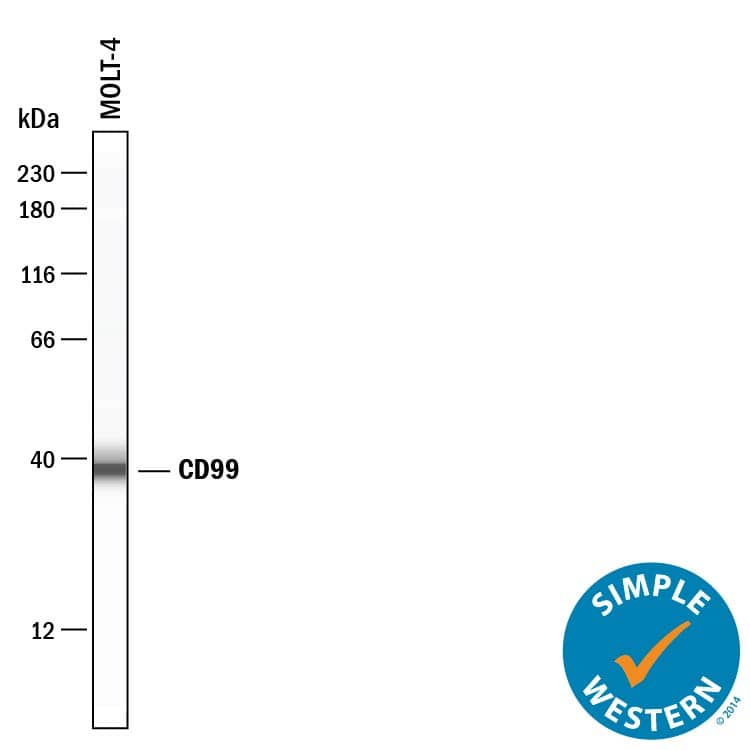 Simple Western CD99 Antibody [Unconjugated]