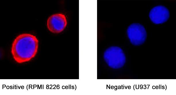 CD9 was detected in immersion fixed RPMI 8226 human multiple myeloma cell line (left panel; positive staining) and U937 human histiocytic lymphoma cell line (right panel; negative staining) using Mouse Anti-Human CD9 Monoclonal Antibody (Catalog # MAB25292) at 8 µg/mL for 3 hours at room temperature. Cells were stained using the NorthernLights™ 557-conjugated Anti-Mouse IgG Secondary Antibody (red; Catalog # NL007) and counterstained with DAPI (blue). Specific staining was localized to cell surface . View our protocol for Fluorescent ICC Staining of Cells on Coverslips.