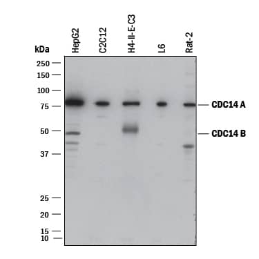 Western Blot CDC14 Antibody (472508) [Unconjugated]