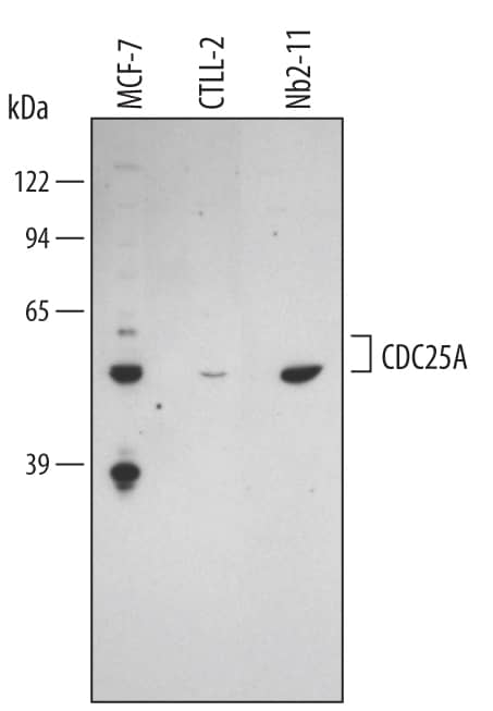 Western Blot CDC25A Antibody (336445)