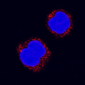Immunocytochemistry CDC25B Antibody [Unconjugated]