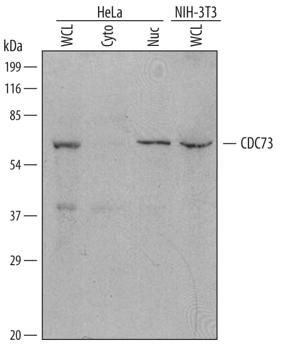 Western blot shows lysates of HeLa human cervical epithelial carcinoma cell line and NIH-3T3 mouse embryonic fibroblast cell line. Gels were loaded with 30 µg of whole cell lysate (WCL), 20 µg of cytoplasmic (Cyto), and 10 µg of nuclear extracts (Nuc). PVDF membrane was probed with 1 µg/mL Goat Anti-Human/Mouse CDC73 Antigen Affinity-purified Polyclonal Antibody (Catalog # AF5508) followed by HRP-conjugated Anti-Goat IgG Secondary Antibody (Catalog # HAF017). A specific band for CDC73 was detected at approximately 65 kDa (as indicated). This experiment was conducted under reducing conditions and using Immunoblot Buffer Group 1.