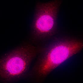 CDK2 was detected in immersion fixed 3T3-L1 mouse embryonic fibroblast adipose-like cell line using Goat Anti-Human/Mouse CDK2 Antigen Affinity-purified Polyclonal Antibody (Catalog # AF4654) at 15 µg/mL for 3 hours at room temperature. Cells were stained using the NorthernLights™ 557-conjugated Anti-Goat IgG Secondary Antibody (red; NL001) and counterstained with DAPI (blue). Specific staining was localized to cytoplasm and nuclei. View our protocol for Fluorescent ICC Staining of Cells on Coverslips.