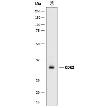 Western Blot CDK2 Antibody [Unconjugated]