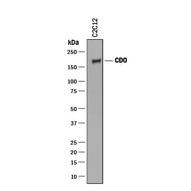 Western Blot CDO Antibody [Unconjugated]