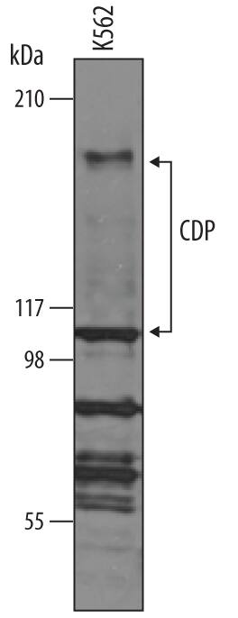 Western blot shows lysates of K562 human chronic myelogenous leukemia cell line. PVDF membrane was probed with 1 µg/mL of Goat Anti-Human CDP/CUTL1 Antigen Affinity-purified Polyclonal Antibody (Catalog # AF4756) followed by HRP-conjugated Anti-Goat IgG Secondary Antibody (Catalog # HAF019). Specific bands were detected for CDP/CUTL1 at approximately 190 kDa and 110 kDa (as indicated). This experiment was conducted under reducing conditions and using Immunoblot Buffer Group 1.