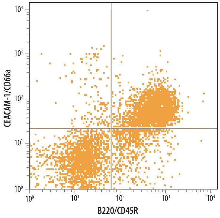 Mouse splenocytes were stained with Sheep Anti-Mouse CEACAM-1/CD66a Antigen Affinity-purified Polyclonal Antibody (Catalog # AF6480) followed by Phycoerythrin-conjugated Anti-Sheep IgG Secondary Antibody (Catalog # F0126) and Rat Anti-Mouse B220/CD45R APC-conjugated Monoclonal Antibody (Catalog # FAB1217A). Quadrant markers were set based on control antibody staining (Catalog # 5-001-A).