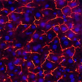 CEACAM-1/CD66a was detected in perfusion fixed frozen sections of mouse liver using Sheep Anti-Mouse CEACAM-1/CD66a Antigen Affinity-purified Polyclonal Antibody (Catalog # AF6480) at 5 µg/mL overnight at 4 °C. Tissue was stained using the NorthernLights™ 557-conjugated Anti-Sheep IgG Secondary Antibody (red; Catalog # NL010) and counterstained with DAPI (blue). Specific staining was localized to endothelial cells in bile canaliculi. View our protocol for Fluorescent IHC Staining of Frozen Tissue Sections.