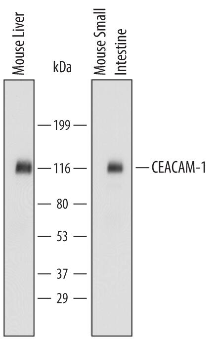 Western blot shows lysates of mouse liver tissue and mouse small intestine tissue. PVDF Membrane was probed with 0.1 µg/mL of Mouse CEACAM-1/CD66a Antigen Affinity-purified Polyclonal Antibody (Catalog # AF6480) followed by HRP-conjugated Anti-Sheep IgG Secondary Antibody (Catalog # HAF016). Specific bands were detected for CEACAM-1/CD66a between approximately 110 and 120 kDa (as indicated). This experiment was conducted under reducing conditions and using Immunoblot Buffer Group 1.