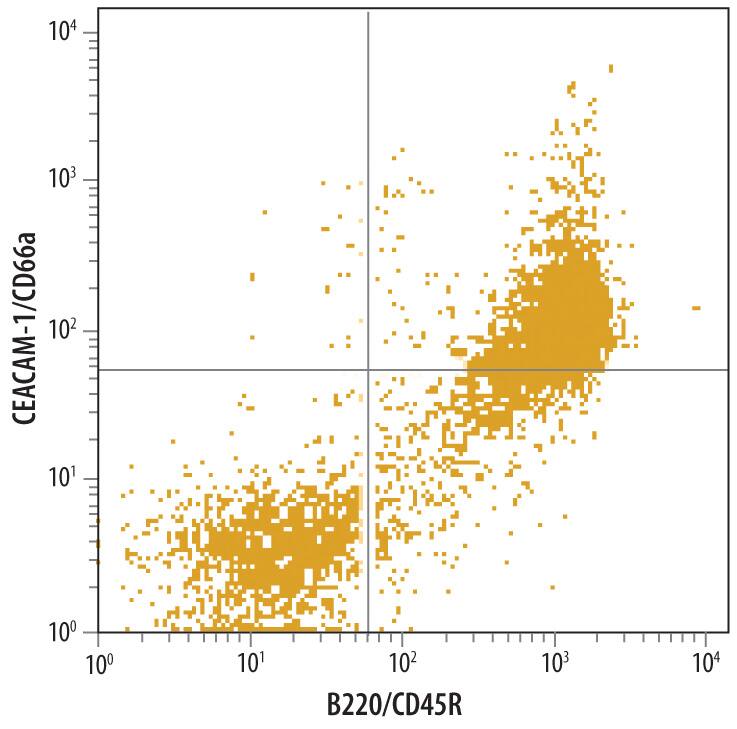 Mouse splenocytes were stained with Rat Anti-Mouse CEACAM-1/CD66a Monoclonal Antibody (Catalog # MAB6480) followed by Fluorescein-conjugated Anti-Rat IgG Secondary Antibody (Catalog # F0104B) and Rat Anti-Mouse B220/CD45R Allophycocyanin-conjugated Monoclonal Antibody (Catalog # FAB1217A). Quadrant markers were set based on control antibody staining (Catalog # MAB005).