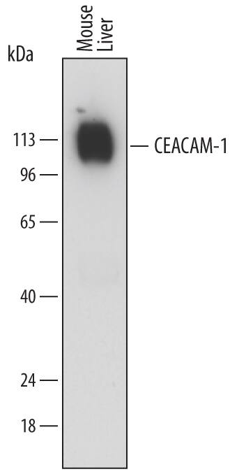Western blot shows lysates of mouse liver tissue. PVDF membrane was probed with 0.1 µg/mL of Rat Anti-Mouse CEACAM-1/CD66a Monoclonal Antibody (Catalog # MAB6480) followed by HRP-conjugated Anti-Rat IgG Secondary Antibody (Catalog # HAF005). A specific band was detected for CEACAM-1/CD66a at approximately 110-120 kDa (as indicated). This experiment was conducted under reducing conditions and using Immunoblot Buffer Group 1.