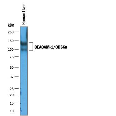 Western blot shows lysates of human liver tissue. PVDF membrane was probed with 1 µg/mL of Goat Anti-Human CEACAM-1/CD66a Antigen Affinity-purified Polyclonal Antibody (Catalog # AF2244) followed by HRP-conjugated Anti-Goat IgG Secondary Antibody (Catalog # HAF019). A specific band was detected for CEACAM-1/CD66a at approximately 100-150 kDa (as indicated). This experiment was conducted under reducing conditions and using Immunoblot Buffer Group 1.