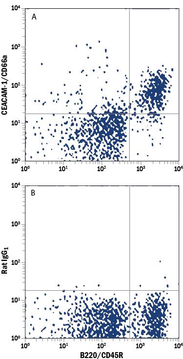 Mouse splenocytes were stained with Rat Anti-Mouse B220/CD45R PE-conjugated Monoclonal Antibody (Catalog # FAB1217P) and either (A) Rat Anti-Mouse CEACAM-1/CD66a APC-conjugated Monoclonal Antibody (Catalog # FAB6480A) or (B) Rat IgG1Allophycocyanin Isotype Control (Catalog # IC005A). View our protocol for Staining Membrane-associated Proteins.