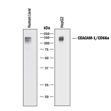Western Blot CEACAM1/CD66a Antibody (283324) [Unconjugated]